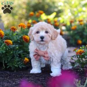 Benji, Havapoo Puppy